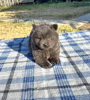 SILVER JET (ROUGH), a male Chow Chow for sale in California, CA – 1 of 9
