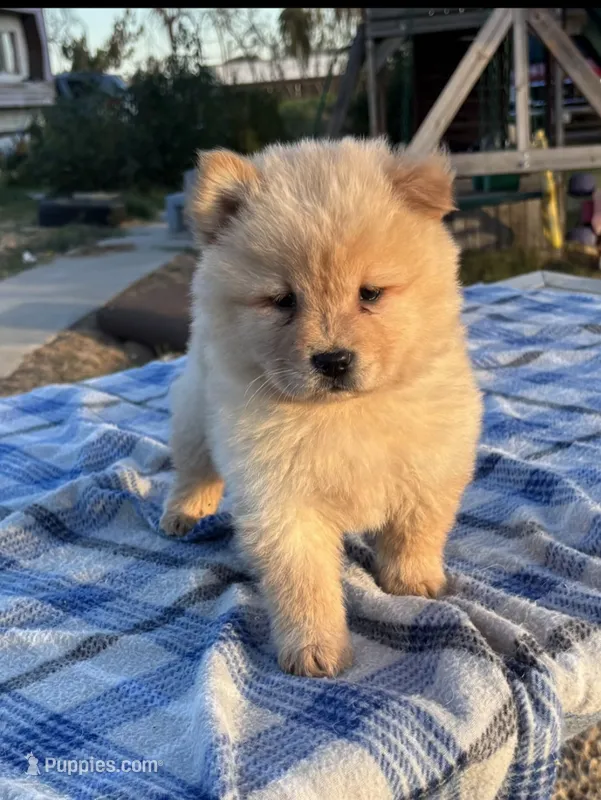 SUNSHINE – Chow Chow puppy for sale in California, CA