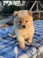 SUNSHINE, a female Chow Chow for sale in California, CA – 1 of 10