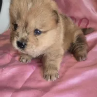 BROWN BEAR, a female Chow Chow for sale in California, CA – Photo 3 of 8