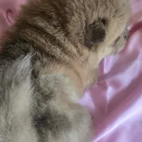 BROWN BEAR, a female Chow Chow for sale in California, CA – Photo 8 of 8