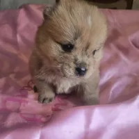 BROWN BEAR, a female Chow Chow for sale in California, CA – Photo 5 of 8