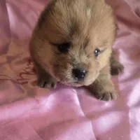 BROWN BEAR, a female Chow Chow for sale in California, CA – Photo 4 of 8