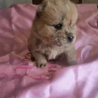 BROWN BEAR, a female Chow Chow for sale in California, CA – Photo 2 of 8