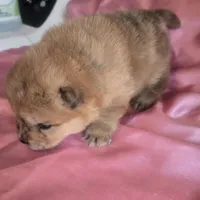 BROWN BEAR, a female Chow Chow for sale in California, CA – Photo 6 of 8