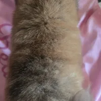 BROWN BEAR, a female Chow Chow for sale in California, CA – Photo 7 of 8