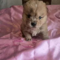 BROWN BEAR, a female Chow Chow for sale in California, CA – Photo 1 of 8