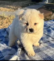 KISMO, a male Chow Chow for sale in California, CA – 7 of 7