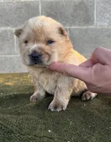 KOPA (Rough coat), a male Chow Chow for sale in California, CA – 4 of 5