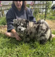 SWIRL, a female Chow Chow for sale in California, CA – Photo 7 of 8