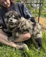 SWIRL, a female Chow Chow for sale in California, CA – Photo 8 of 8