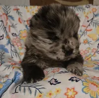 processed/741c4a0b-adef-4856-a2f2-6708ee82397d/listing/44b790d7-8a66-4657-89a6-f4468942dd95/159f0c96-d99b-4200-8699-0cc94418f8dc