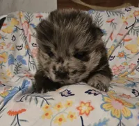 processed/741c4a0b-adef-4856-a2f2-6708ee82397d/listing/44b790d7-8a66-4657-89a6-f4468942dd95/3ea4b947-93ec-48ec-9e91-372be692f8b9