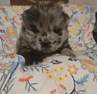 processed/741c4a0b-adef-4856-a2f2-6708ee82397d/listing/44b790d7-8a66-4657-89a6-f4468942dd95/6c8063e9-7077-4297-b0f8-3d36666a0d9d