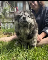 SWIRL, a female Chow Chow for sale in California, CA – Photo 2 of 8