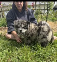 SWIRL, a female Chow Chow for sale in California, CA – Photo 6 of 8