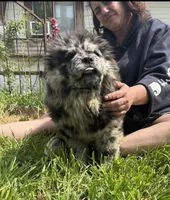 SWIRL, a female Chow Chow for sale in California, CA – Photo 1 of 8