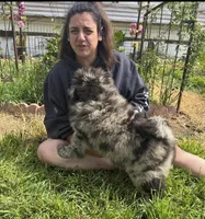 SWIRL, a female Chow Chow for sale in California, CA – Photo 3 of 8