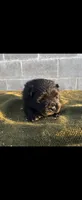 CALVIN, a male Chow Chow for sale in California, CA – 6 of 8