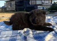 MIDNIGHT, a male Chow Chow for sale in California, CA – 5 of 8