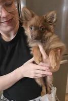 CHACALOTTY, a female Pomeranian for sale in California, CA – 7 of 7