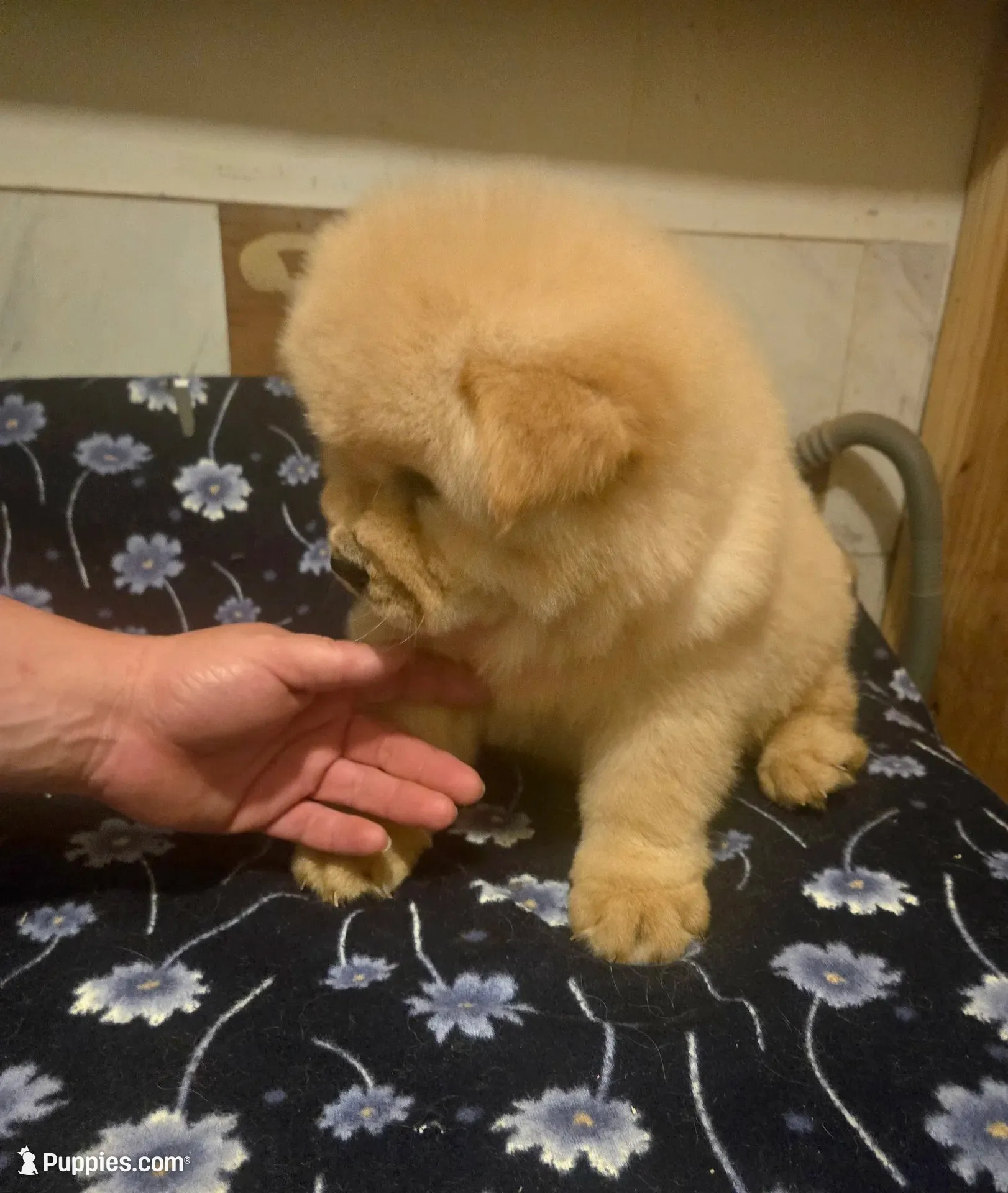 KOPA (Rough coat), a male Chow Chow for sale in California, CA – 2 of 7