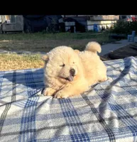 PUFF N STUFF (ROUGH), a male Chow Chow for sale in California, CA – 4 of 7