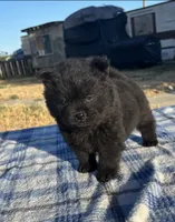 DEVONTAY, a male Chow Chow for sale in California, CA – 2 of 7