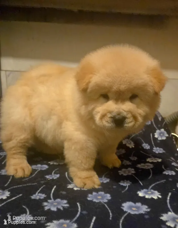 KOPA (Rough coat) – Chow Chow puppy for sale in California, CA