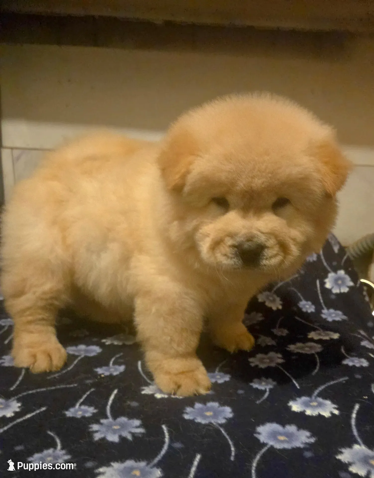 KOPA (Rough coat), a male Chow Chow for sale in California, CA – 1 of 7