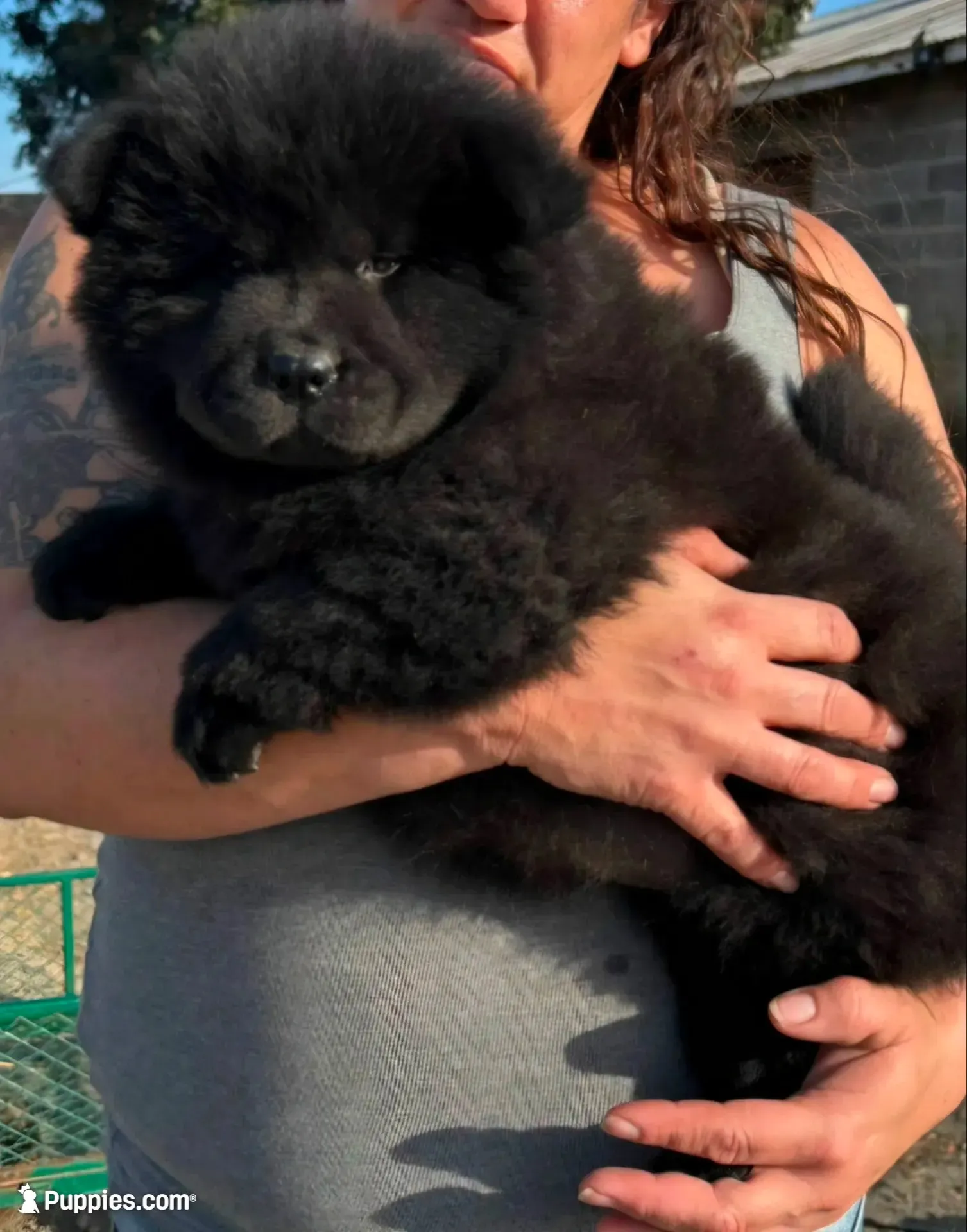 CALVIN (Rough Coat), a male Chow Chow for sale in California, CA – 4 of 4