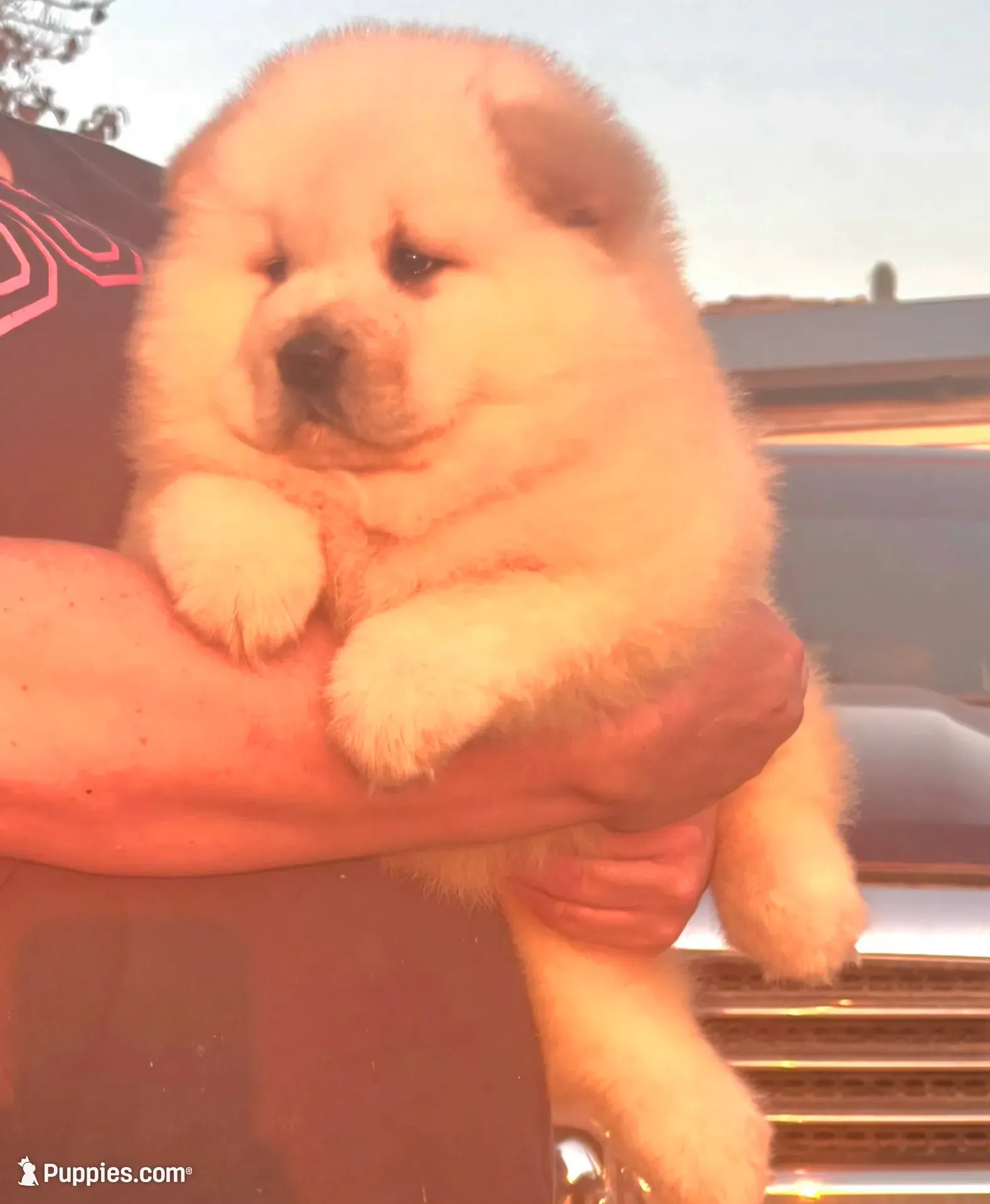 Sandy, a male Chow Chow for sale in California, CA – 6 of 8