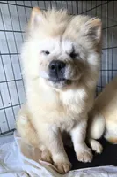 SNOW CONE, a male Chow Chow for sale in California, CA – Photo 6 of 7