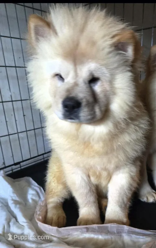 SNOW CONE – Chow Chow puppy for sale in California, CA