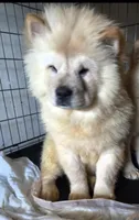 SNOW CONE, a male Chow Chow for sale in California, CA – Photo 1 of 7
