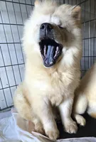 SNOW CONE, a male Chow Chow for sale in California, CA – Photo 4 of 7