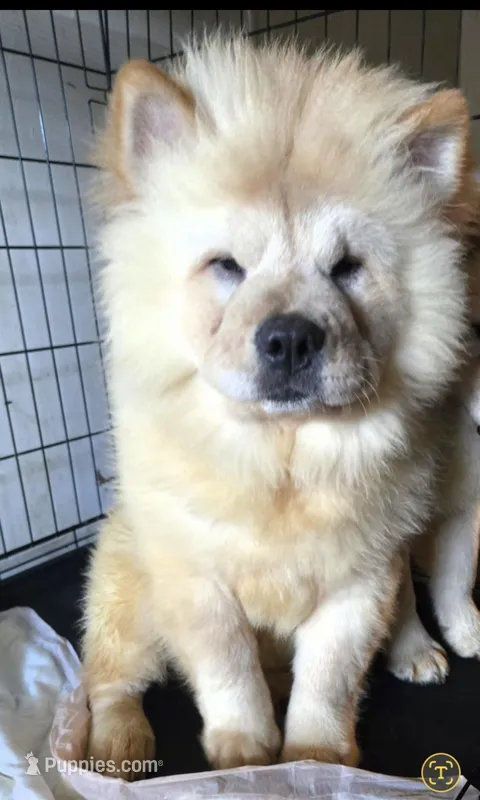 SNOW CONE – Chow Chow puppy for sale in California, CA