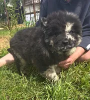DOMINOES, a male Chow Chow for sale in California, CA – Photo 9 of 9