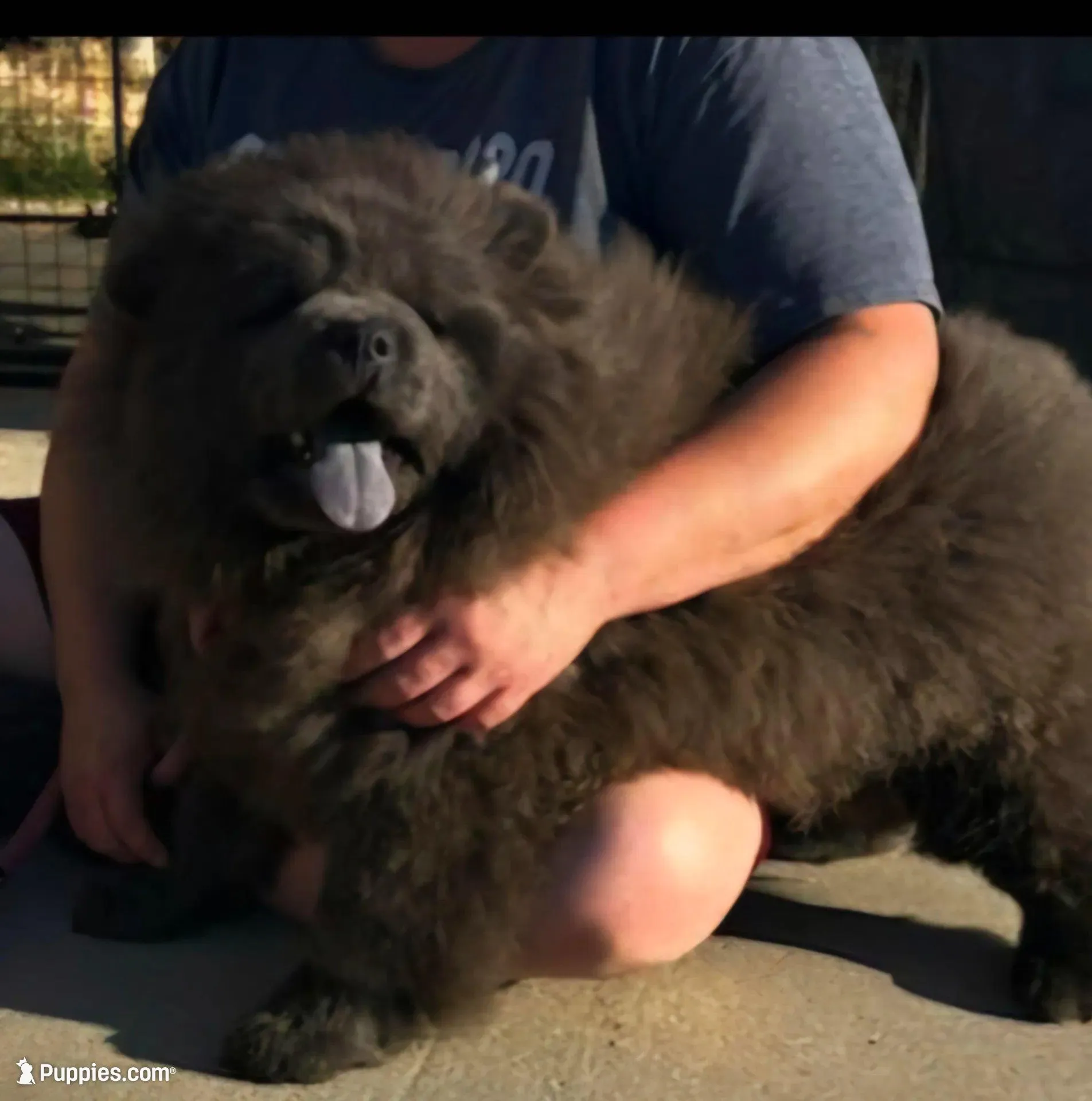 DOMINOES, a male Chow Chow for sale in California, CA – 8 of 9