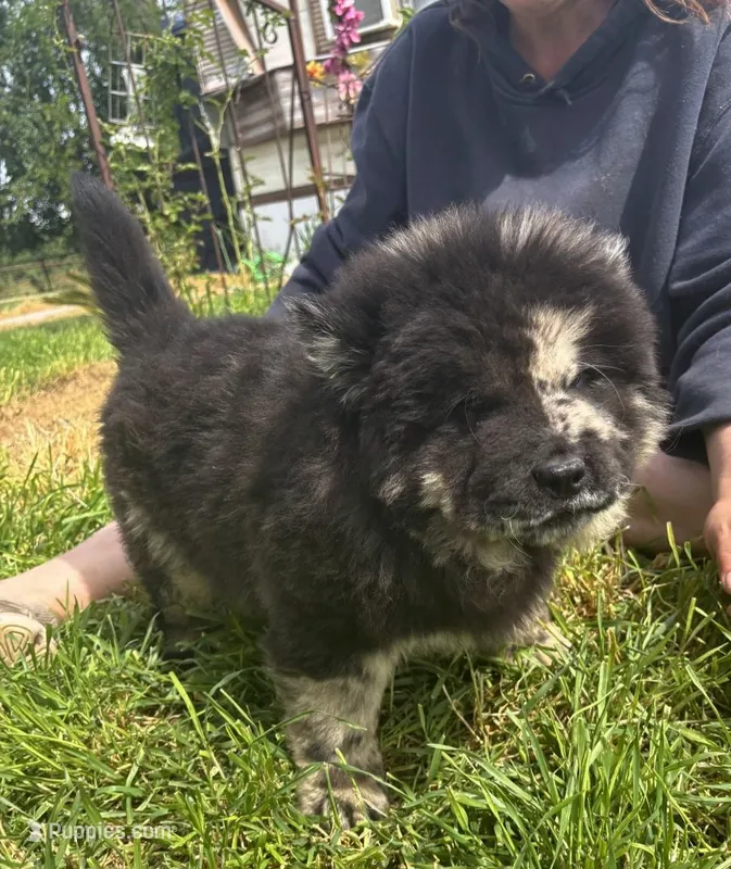 DOMINOES – Chow Chow puppy for sale in California, CA
