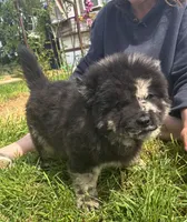 DOMINOES, a male Chow Chow for sale in California, CA – Photo 3 of 9