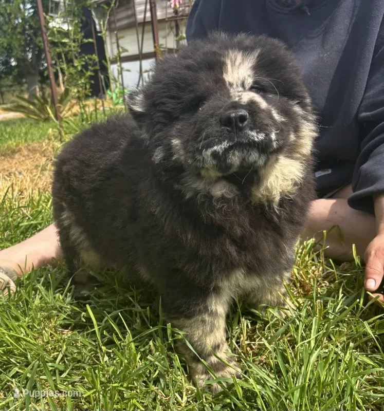 DOMINOES – Chow Chow puppy for sale in California, CA