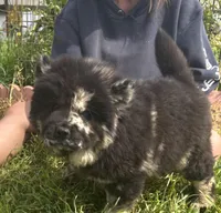 DOMINOES, a male Chow Chow for sale in California, CA – Photo 6 of 9