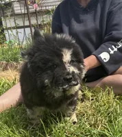 DOMINOES, a male Chow Chow for sale in California, CA – Photo 8 of 9