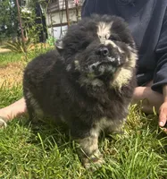 DOMINOES, a male Chow Chow for sale in California, CA – Photo 7 of 9