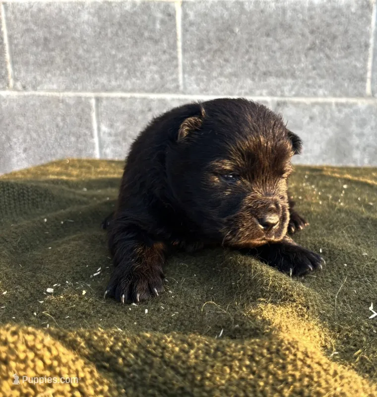 KARL (Rough Coat) – Chow Chow puppy for sale in California, CA