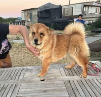 BROWN BEAR, a female Chow Chow for sale in California, CA – 3 of 9