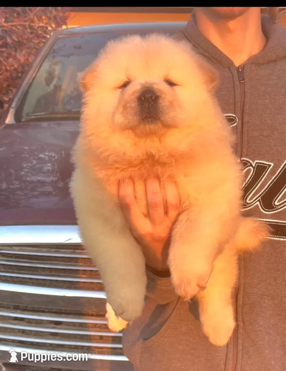 Sloan, a male Chow Chow for sale in California, CA – 2 of 5