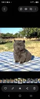 SILVER JET (ROUGH), a male Chow Chow for sale in California, CA – 9 of 9