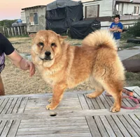 BROWN BEAR, a female Chow Chow for sale in California, CA – 6 of 9